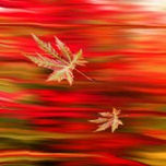 El color en otoño thumbnail 2