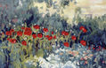 amapolas tristes