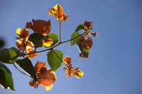 La primavera roja