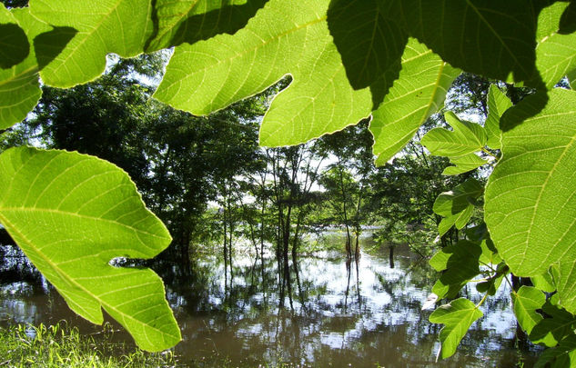 DESDE LA HIGUERA Naturaleza Color (Digital)