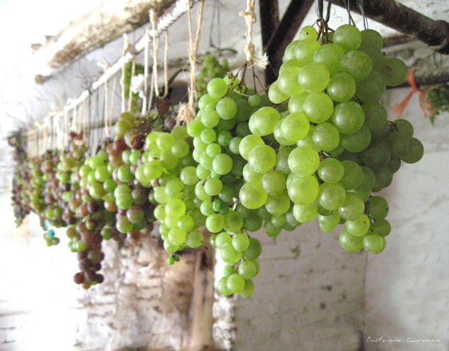 Racimos de uvas colgados