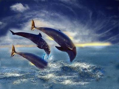 Delfines Oil Canvas Marine Painting