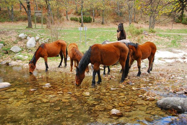 VALLE DEL LOZOYA (Otoño) 