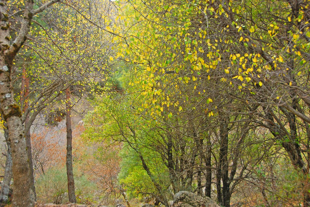 VALLE DEL LOZOYA (Otoño) 