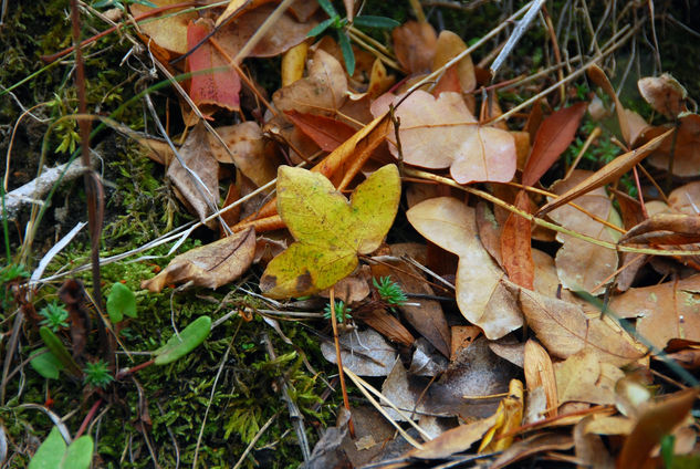 VALLE DEL LOZOYA (Otoño) 