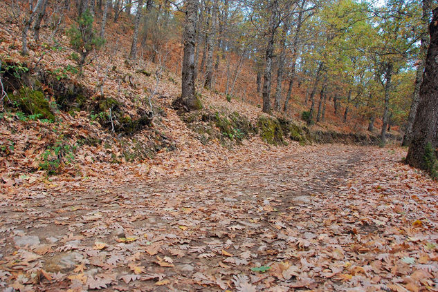 VALLE DEL LOZOYA (Otoño) 