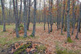 VALLE DEL LOZOYA (Otoño)