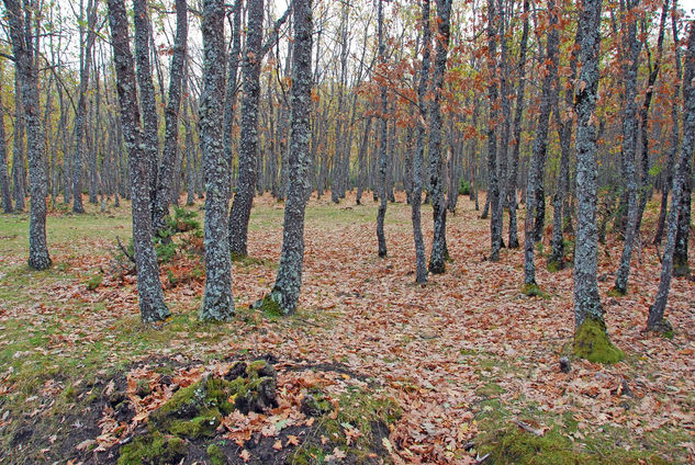 VALLE DEL LOZOYA (Otoño) 