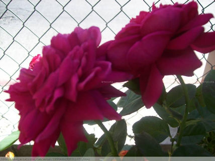 Flores