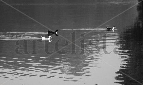 Fotografías en el Lago