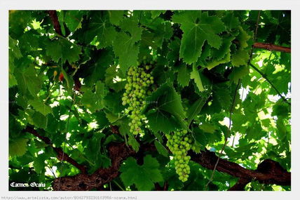Racimos de Uvas