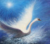 Cisne