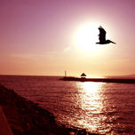Vallarta thumbnail 1