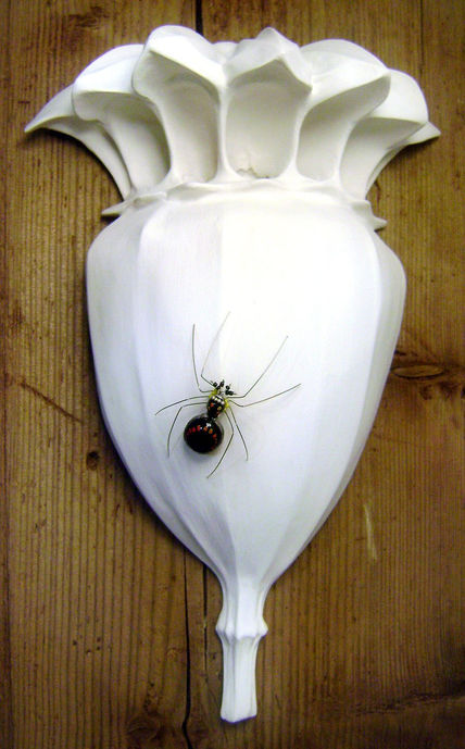 Papaver