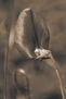 hoja