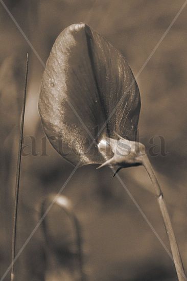 hoja Naturaleza Técnicas alternativas