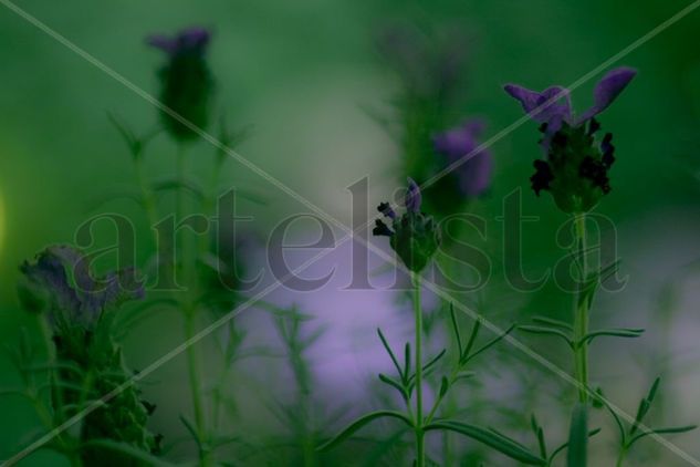 Lavender Naturaleza Color (Digital)