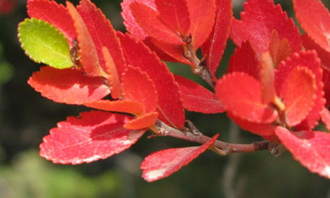 foliage