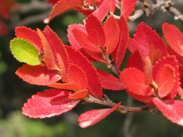 foliage 2