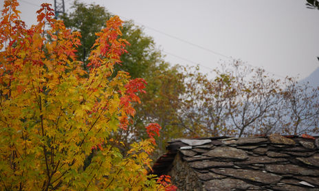 foliage