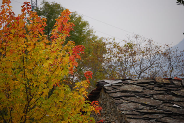 foliage 5