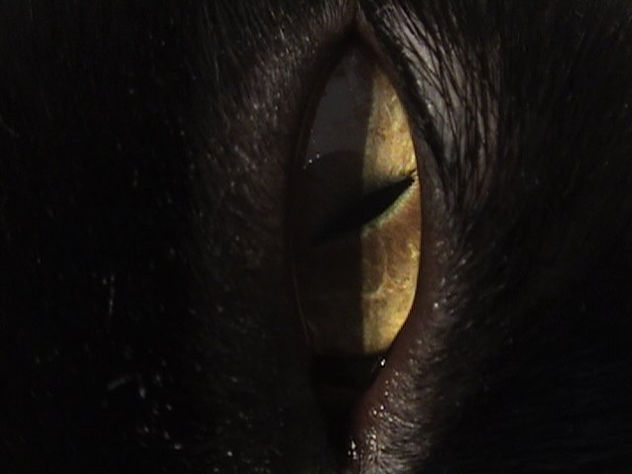 NOIR OEIL