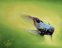 Aqui Colibri