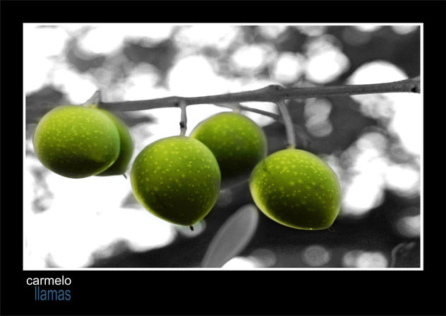 aceituneros...