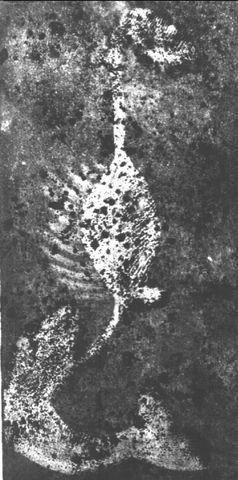 Metamorfosis origen