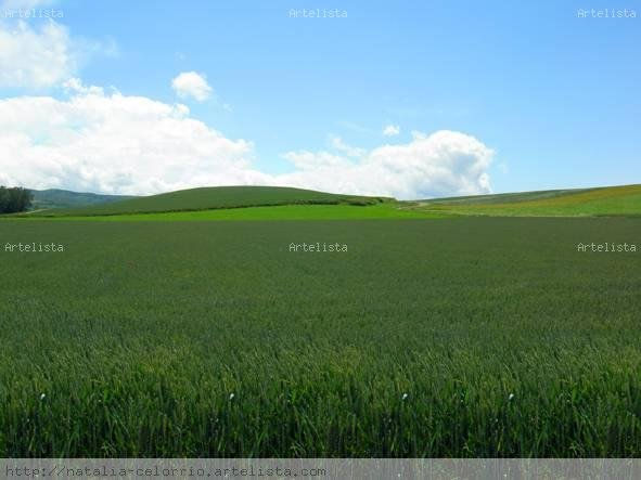 paisaje 1 camino de santiago Arquitectura e interiorismo Blanco y Negro (Digital)