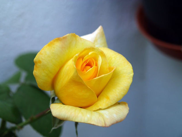 El amarillo siempre el amarillo