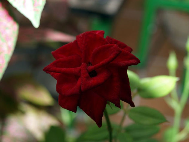 En sus sombras esta la belleza