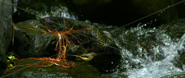 CALDERA BIRD