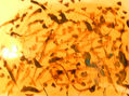 Pintura Asfáltica II