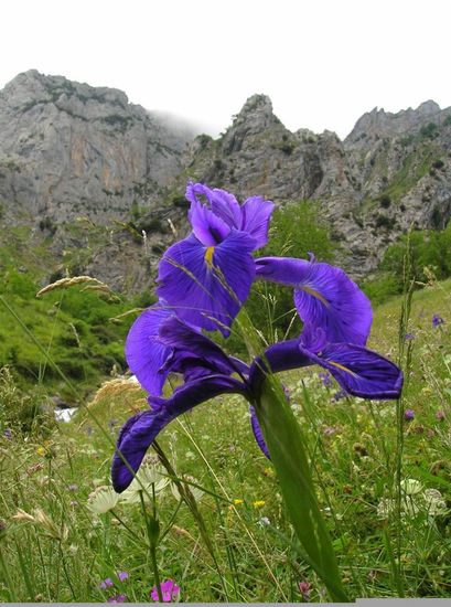 FLORES-7  "LIRIO AZUL" Naturaleza Color (Digital)