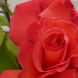 ROSAS thumbnail 1