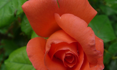 ROSAS