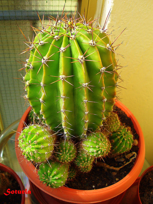 Cactus madre