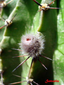 Capullo de Cactus