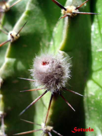 Capullo de Cactus Naturaleza Color (Digital)