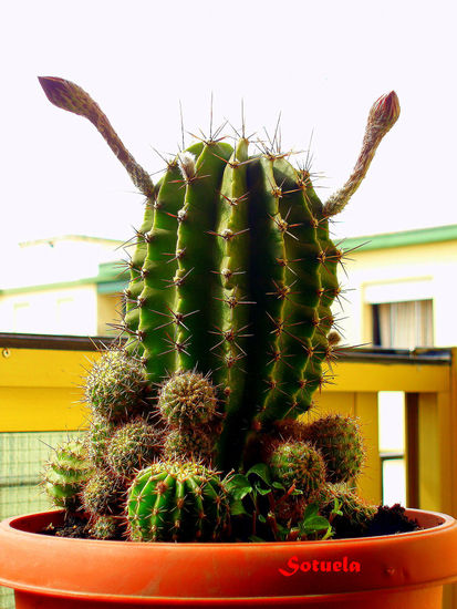 Cactus flores cerradas Naturaleza Color (Digital)