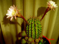 Cactus dos flores