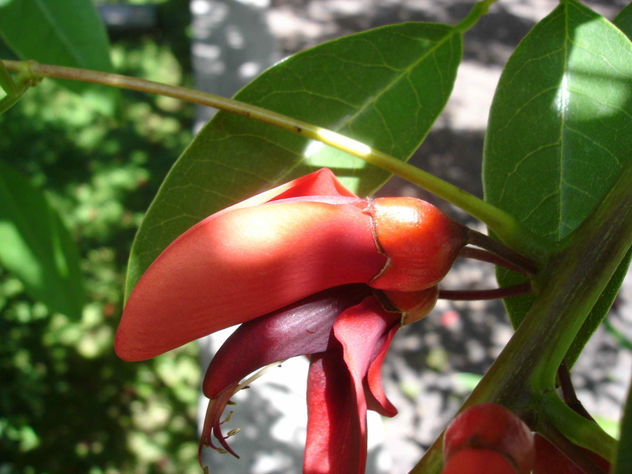 LA FLOR DEL CEIBO