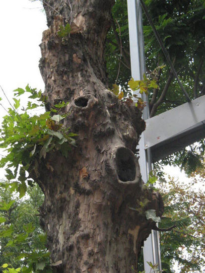 16 el grito de un arbol. 