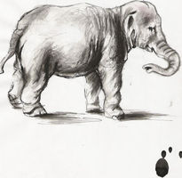 Elefante