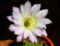 Cactus flor