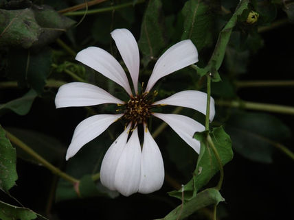 Flor3