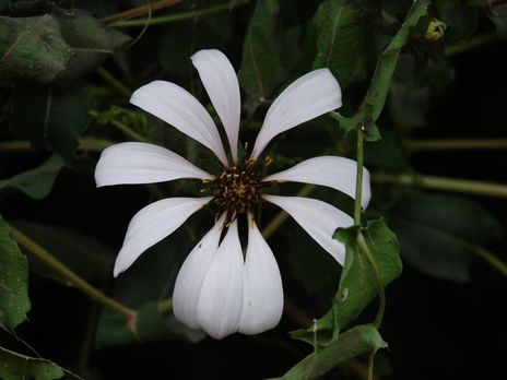 Flor3