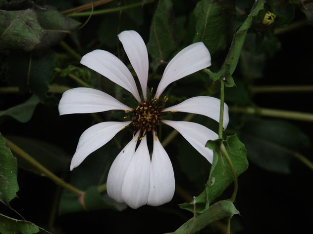 flor3