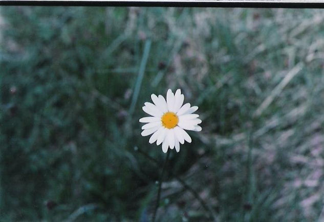 solitaria Naturaleza Color (Química)